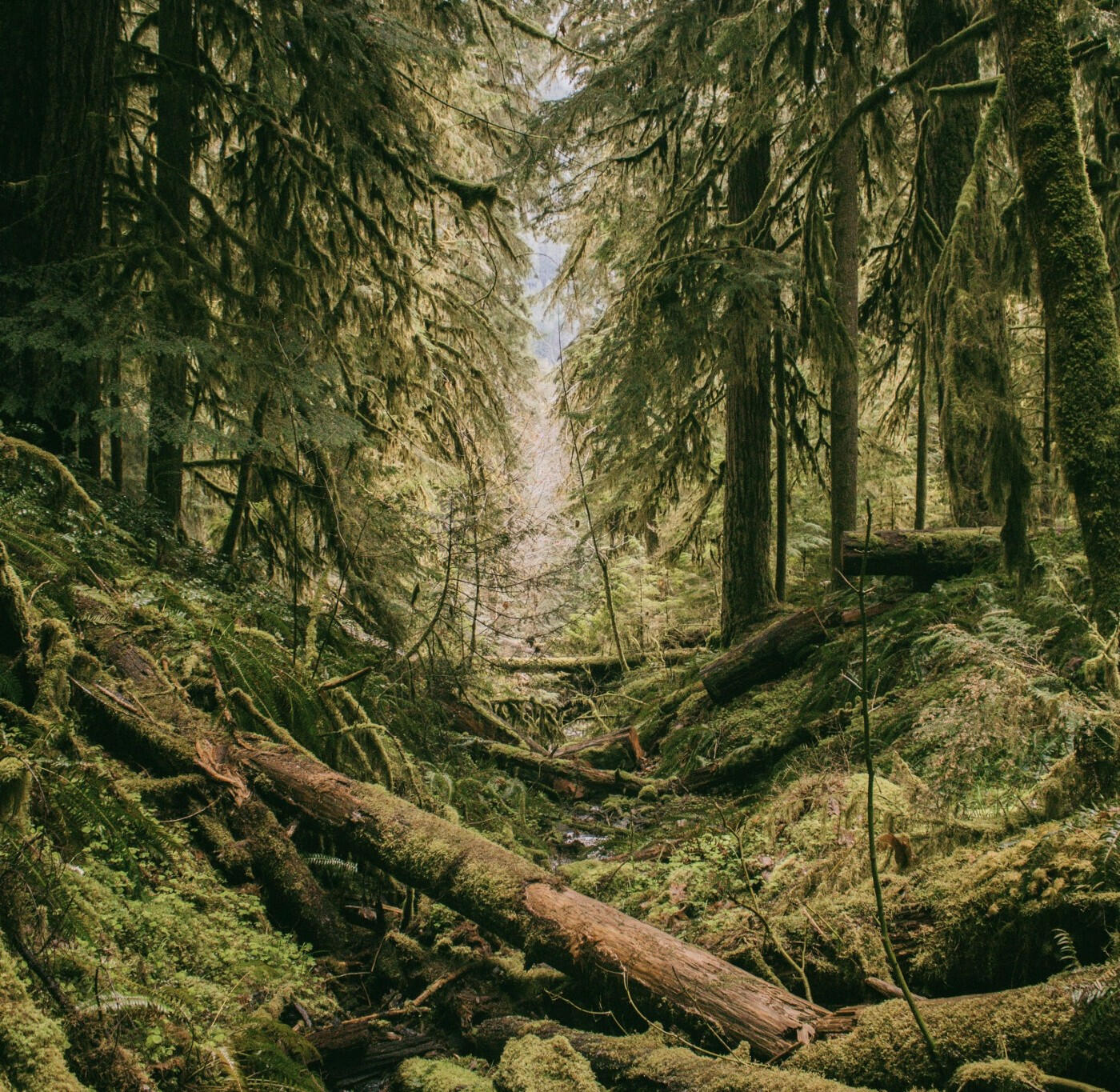 Spruce Circularity: Revive Your Goods logo